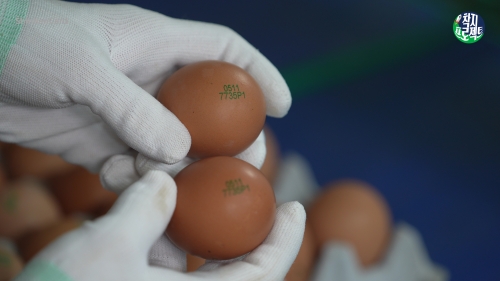신한카드 착지프로젝트 기획 콘텐츠 1편 '동물복지 계란편'. 방목형 사육 환경과 이를 통해 생산된 계란(사진=신한카드).