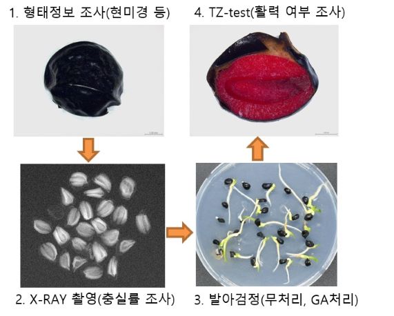 산림종자 활력검정 과정(사진제공=국립백두대간수목원)