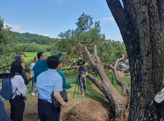 구미시 독동리 반송(천연기념물 제357호)의 태풍 피해 정도를 긴급점검하는 모습(사진제공=한국수목원정원관리원(한수정))