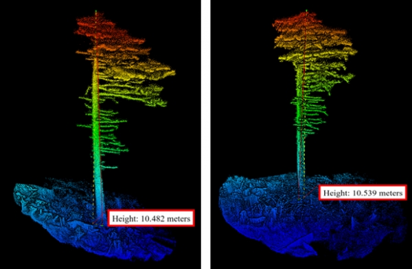 라이다(LiDAR)를 활용해 측정한 지리산 가문비나무의 변화상(수고)(좌측은 2022년에, 우측은 2023년에 측정한 것으로 2022년과 비교해 가문비나무의 높이가 높아졌다)-(사진제공=한국수목원정원관리원(한수정))