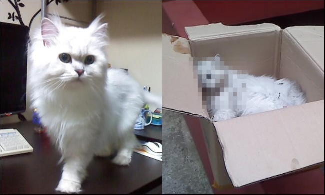 사진설명=생전 은비 모습과 사건 후 발견 당시 은비 모습(동물사랑실천협회)