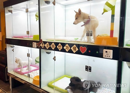 반려동물.jpg