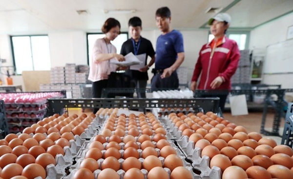 ▲ 계란 전수조사. 연합뉴스 제공