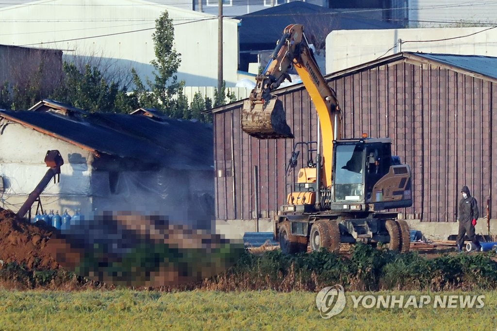 ▲ 24일 오전 아프리카돼지열병(ASF)이 확진된 경기도 김포시 통진읍 한 양돈농장에서 방역당국 관계자들이 돼지들을 살처분하고 있다