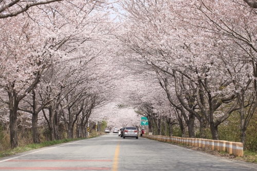 강진 금곡사벚꽃