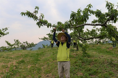 NH농협손해보험 임직원들이 지난 18일 경기도 이천시 도달미 마을에 가서 봉사했다. 최문섭 대표이사(가운데)가 복숭아 적과 작업을 하고 있다. [사진=NH농협손보 제공]