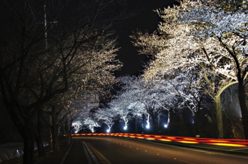 고인돌공원 왕벚꽃길 야경 모습 [사진제공=무안군]