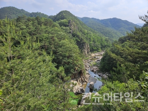 울진 하원리 불영계곡 일대 숲.