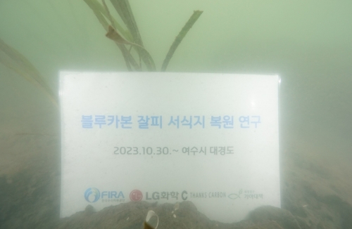 블루카본 잘비 서식지 복원 연구[사진=LG화학·한국사산자원공단]