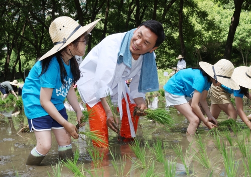강남구, 양재천서 전통 모내기 체험 행사 개최