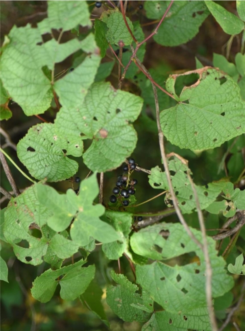 포도속 식물인 왕머루(Vitis amurensis Rupr.)-(사진제공=한국수목원정원관리원(한수정)