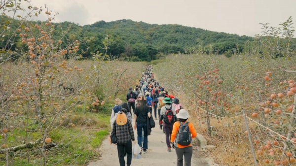 작년에 국립백두대간수목원에서 개최한 제1회 백두대간 가든하이킹 참여자들이 봉화지역 자랑인 사과밭길을 걷고 있다.(사진제공=한국수목원정원관리원(한수정))