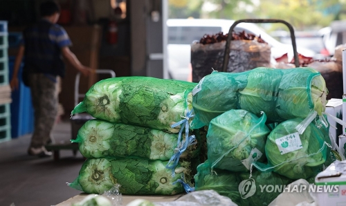 배추
