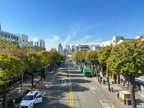 인천시 미추홀구 인하로 은행나무 가로수길(사진제공=인천시)