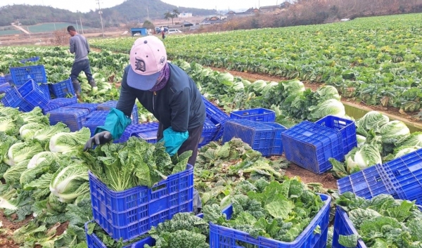 전라남도 해남군 포전의 배추 수확 현장(사진제공=한국농수산식품유통공사(aT))