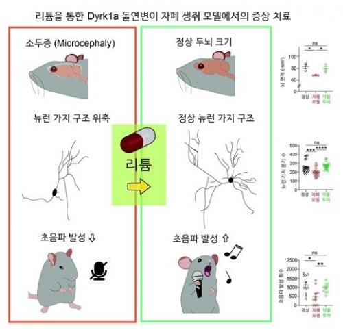 자폐 생쥐 모델에 대한 리튬 투여 효과