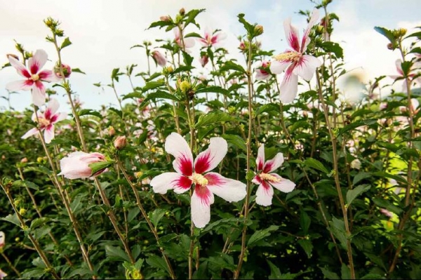 무궁화 '별이' (사진출처 = 국립산림과학원)