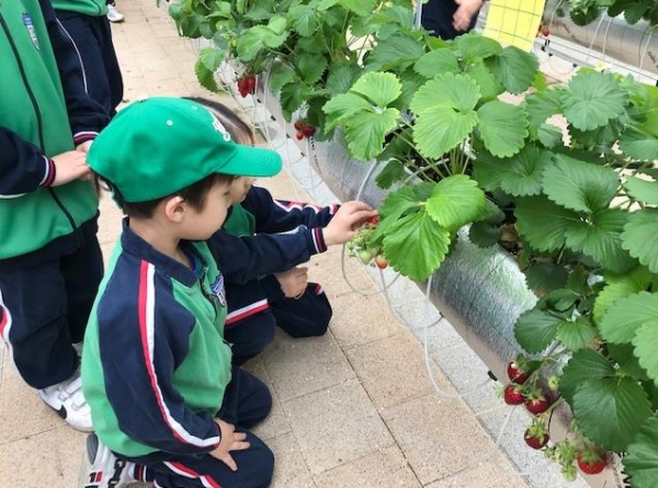 인천시(시장 유정복) 농업기술센터는 농업과 농촌의 가치를 널리 알리고 어린이들에게 농업 체험 기회를 제공하고자 '어린이농부교실-새콤달콤, 딸기 스마트팜 체험'을 운영한다.