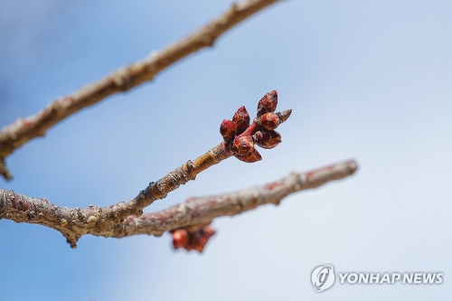 서울 종로구 창덕궁 매화나무에 꽃봉오리가 맺혀 있다.