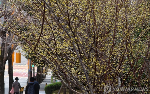 완연한 봄 날씨를 보인 13일 부산 해운대구의 한 아파트 화단에서 산수유가 활짝 펴 시민들의 눈길을 사로잡고 있다.