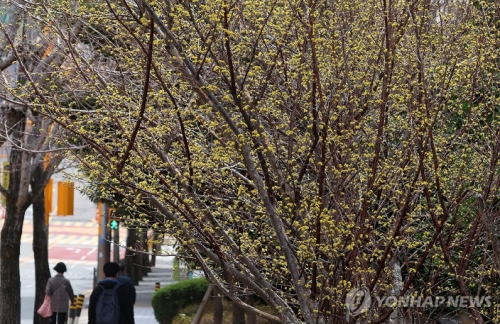 완연한 봄 날씨를 보인 13일 부산 해운대구의 한 아파트 화단에서 산수유가 활짝 펴 시민들의 눈길을 사로잡고 있다.