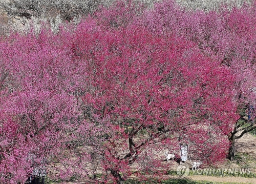 완연한 봄 날씨를 보인 21 대구 달성군 화원읍 남평문씨본리세거지에서 시민들이 만개한 홍매화를 배경으로 추억을 남기고 있다