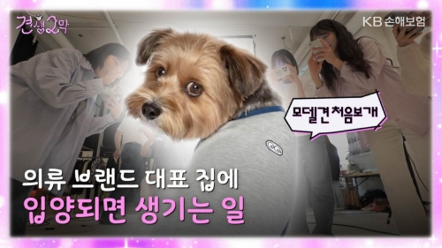 KB손보가 댕플루언서 칸초의 이야기를 담은 유튜브 콘텐츠를 통해 펫보험 소비자들과의 친밀도 제고에 나섰다. [사진=KB손보]