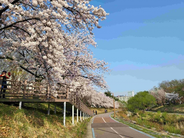 성남시 분당구 수내동 중앙공원 분당천변 벚꽃길(1경).