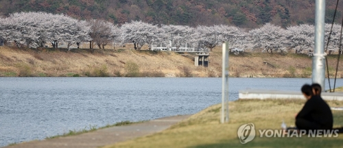 지난 2일 경남 밀양시 밀양 강변 주변에 벚꽃이 펴 눈길을 끌고 있다.
