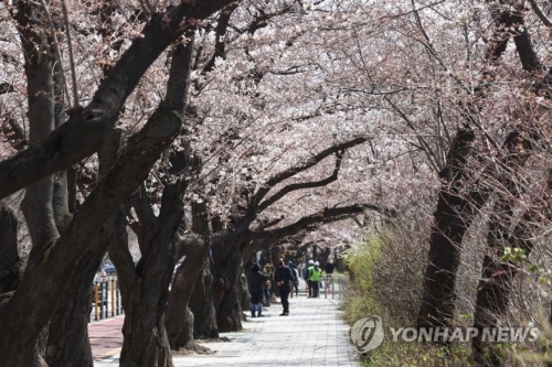 여의도 윤중로 벚꽃길 이미지.