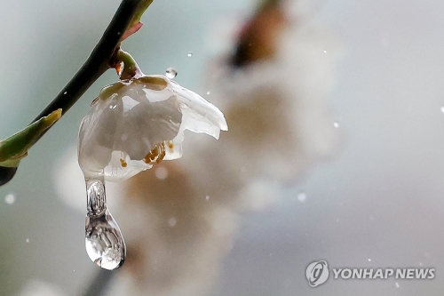식목일이면서 절기상 한식(寒食)인 5일 서울 종로구 운현궁에 매화가 핀 가운데 봄비가 내리고 있다.
