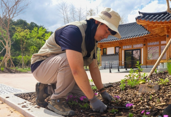 산림청 산하 한국수목원정원관리원 직원이 오는 5월 1일 임시개원을 일주일여 앞두고 국립정원문화원 한옥쉼터 앞 야외정원에서 관람객들에게 선보일 봄꽃을 심고 있다.