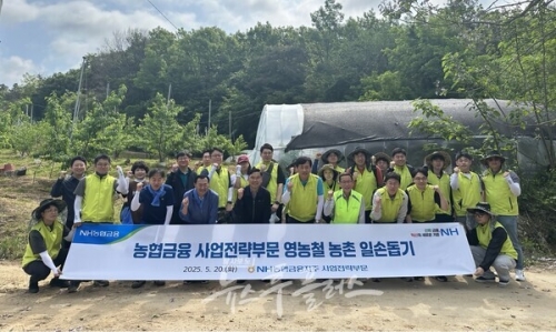 농협금융, 복숭아 농가 찾아 '농번기 일손돕기' 실시