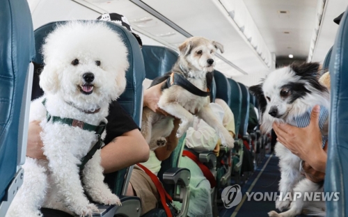 '댕냥이도 함께 여행간다옹'…항공사별 반려동물 서비스 보니