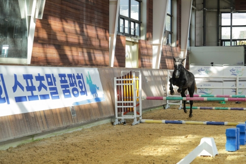 마사회, '2025년 국산마 품평회 및 어린말 승마대회' 개최