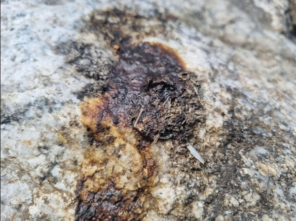 지난 4월 성남시 탄천과 동막천 합류 지점에서 발견한 수달 배설물(사진제공=성남시)