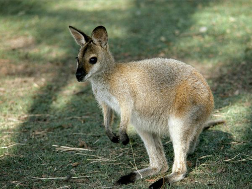 Australian Wallaby (Kangaroo의 일종)