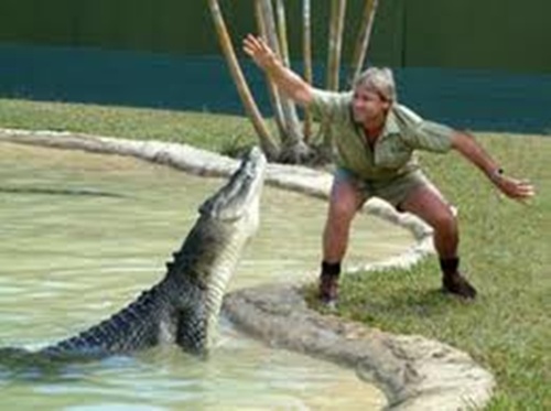 악어를 다루고 있는 생전의 Steve Irwin