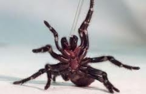 우리집에 들어왔던 거미와 같은 종류로 추정되는 Australian Funnel Web Spider